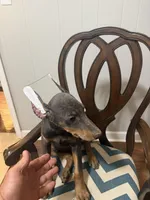 Blue Puppy , a female Doberman Pinscher for sale in Trenton, TN – 3 of 4