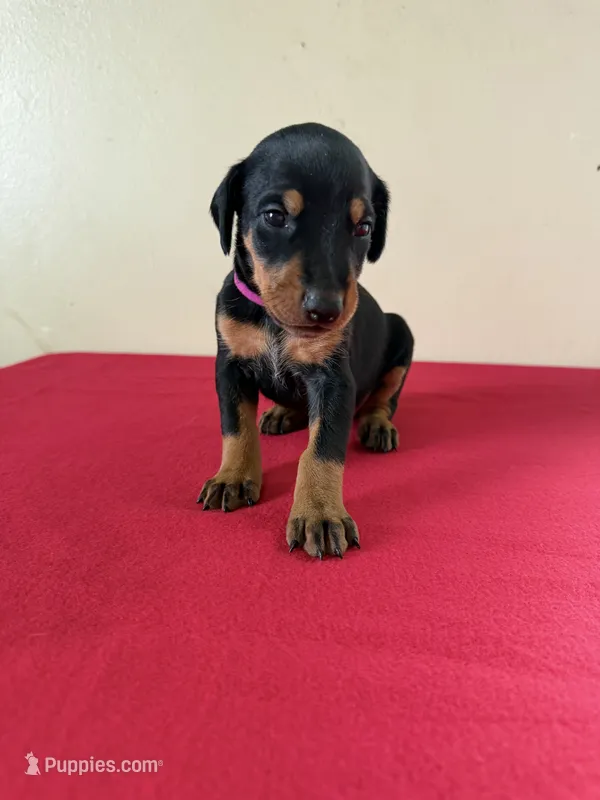 puppy 10 – Doberman Pinscher puppy for sale in Trenton, TN