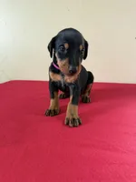 puppy 10, a female Doberman Pinscher for sale in Trenton, TN – 1 of 1