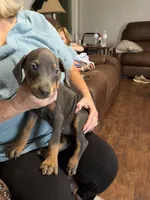 puppy 8, a female Doberman Pinscher for sale in Trenton, TN – 2 of 2