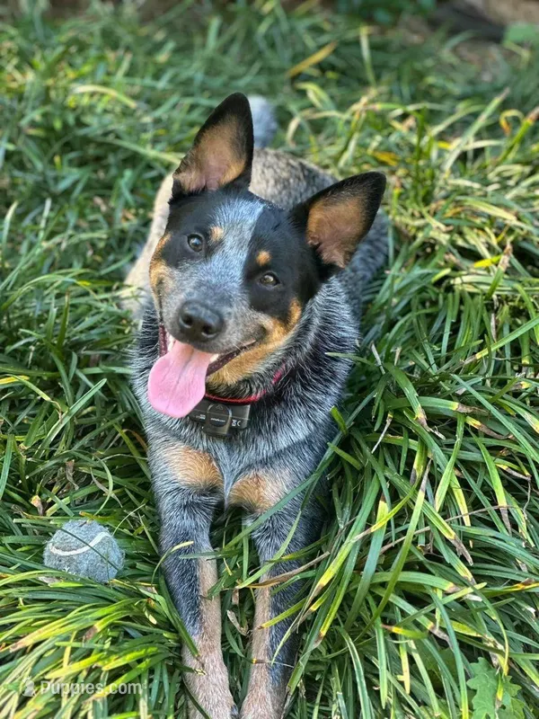 Sadie – Australian Cattle Dog puppy for sale in Houston, TX