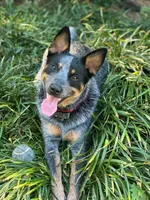 Sadie, a female Australian Cattle Dog for sale in Houston, TX – 1 of 1