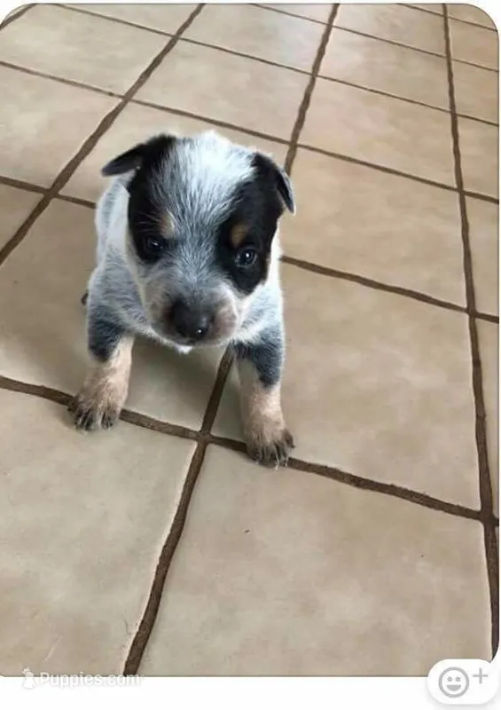 Hazel, a female Australian Cattle Dog for sale in Houston, TX – 1 of 1