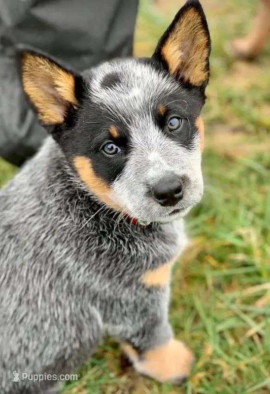 Bodhi – Australian Cattle Dog puppy for sale in Houston, TX