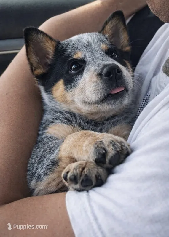 Rex – Australian Cattle Dog puppy for sale in Houston, TX