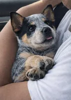 Rex, a male Australian Cattle Dog for sale in Houston, TX – 1 of 1