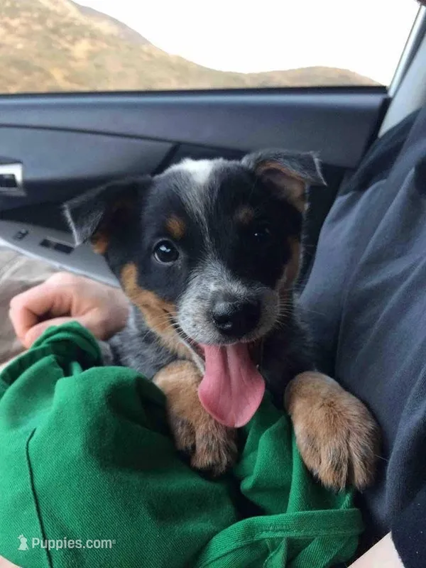 Hazel – Australian Cattle Dog puppy for sale in Houston, TX
