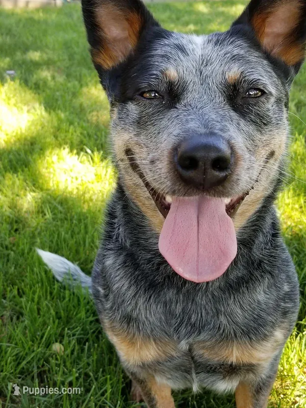 Lucy – Australian Cattle Dog puppy for sale in Houston, TX