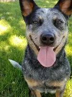 Lucy, a female Australian Cattle Dog for sale in Houston, TX – 1 of 1