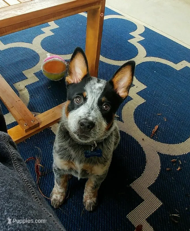 Neo – Australian Cattle Dog puppy for sale in Houston, TX