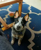 Neo, a male Australian Cattle Dog for sale in Houston, TX – 1 of 1