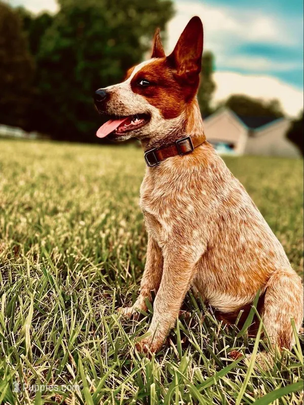 Pippa – Australian Cattle Dog puppy for sale in Houston, TX