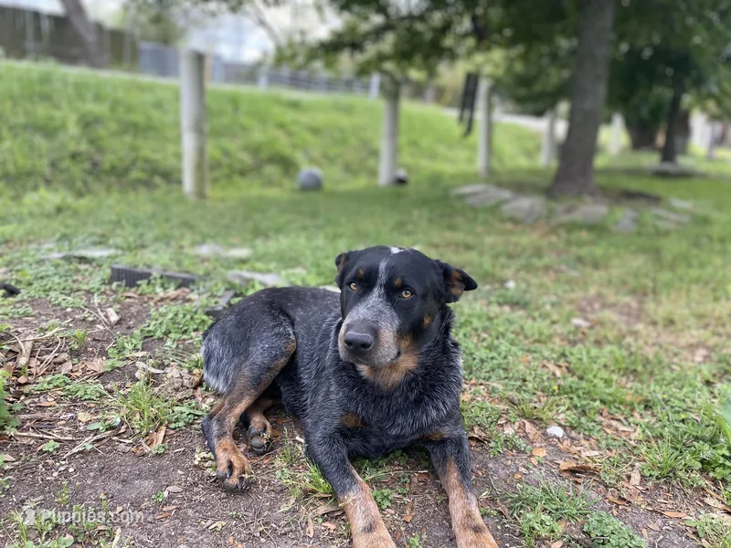 Hibu – Australian Cattle Dog puppy for sale in Houston, TX