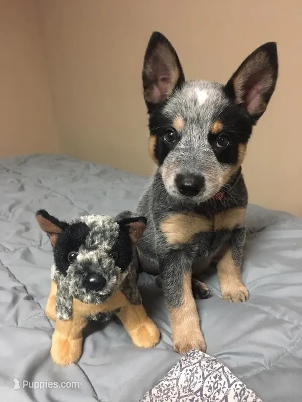 Cacao – Australian Cattle Dog puppy for sale in Houston, TX