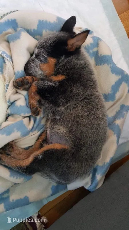 Bellatrix – Australian Cattle Dog puppy for sale in Houston, TX