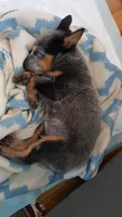 Bellatrix, a female Australian Cattle Dog for sale in Houston, TX – 1 of 1