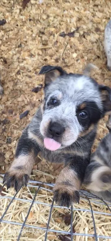 Chloe – Australian Cattle Dog puppy for sale in Houston, TX