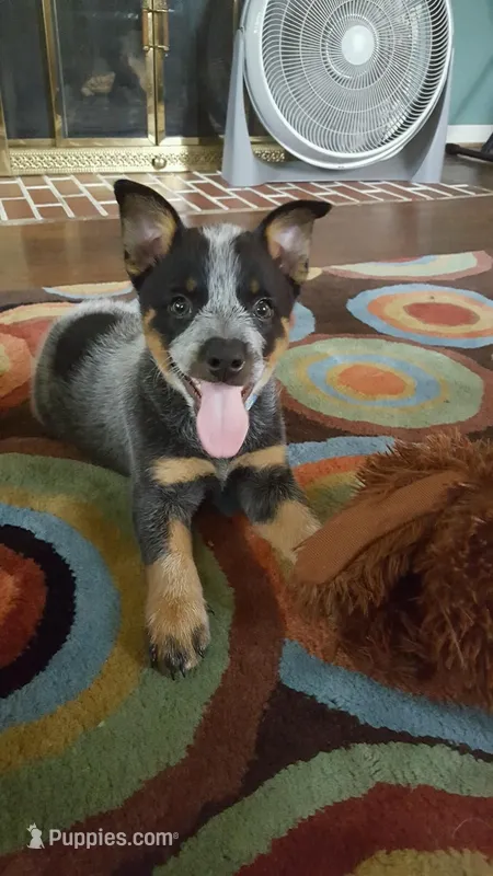 Hendrix – Australian Cattle Dog puppy for sale in Houston, TX