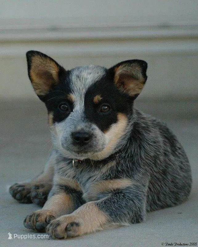 Atlas – Australian Cattle Dog puppy for sale in Houston, TX