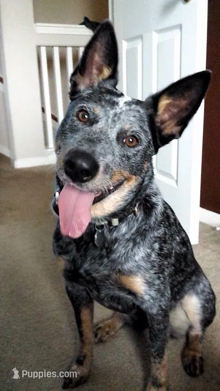Buddy – Australian Cattle Dog puppy for sale in Houston, TX