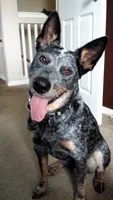 Buddy, a male Australian Cattle Dog for sale in Houston, TX – 1 of 1