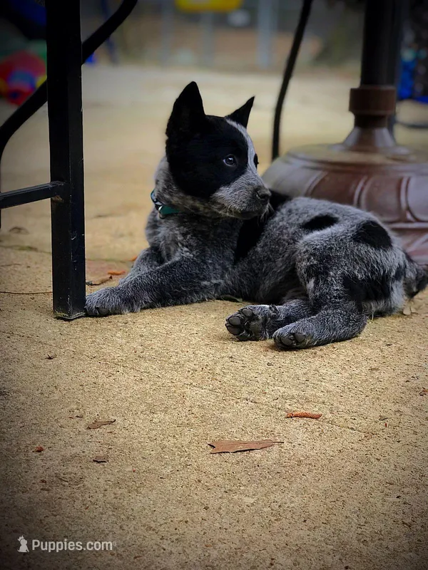 Gizmo – Australian Cattle Dog puppy for sale in Houston, TX