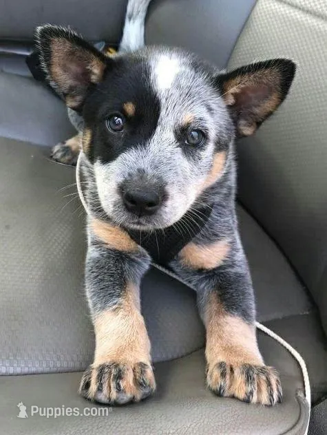 Coco – Australian Cattle Dog puppy for sale in Houston, TX