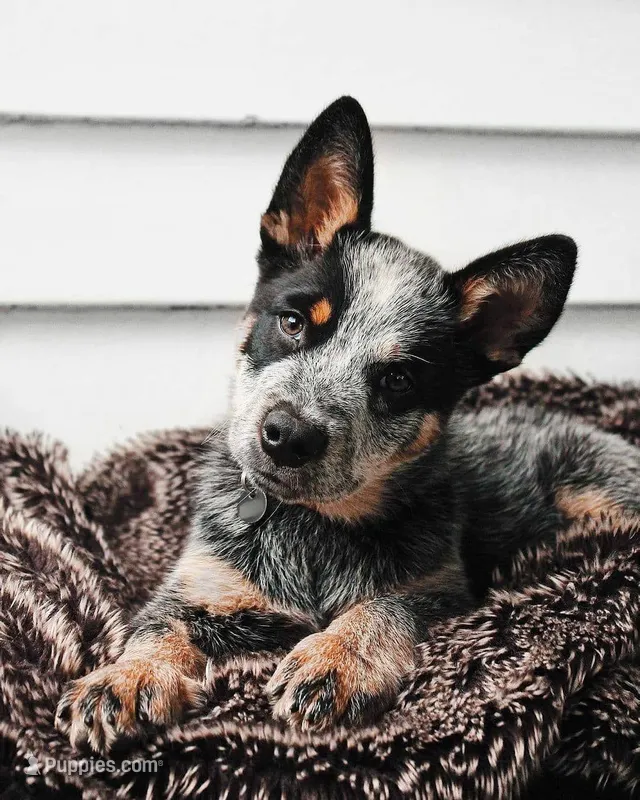 Valkyrie – Australian Cattle Dog puppy for sale in Houston, TX