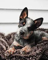Valkyrie, a female Australian Cattle Dog for sale in Houston, TX – 1 of 1