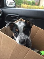 Elara, a female Australian Cattle Dog for sale in Houston, TX – 1 of 1