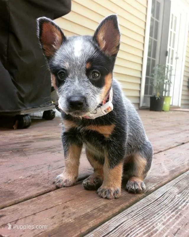 Molly – Australian Cattle Dog puppy for sale in Houston, TX
