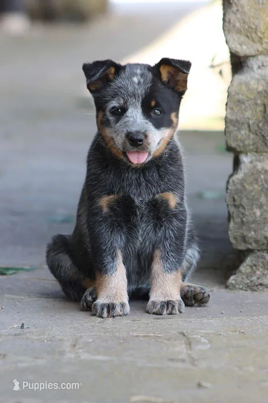 Titan – Australian Cattle Dog puppy for sale in Houston, TX