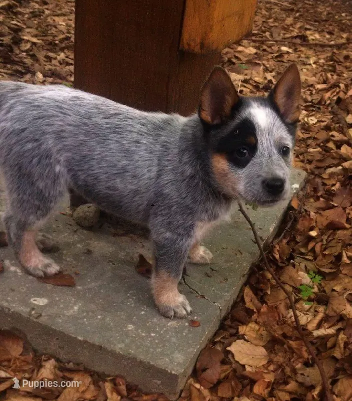 Roxy – Australian Cattle Dog puppy for sale in Houston, TX