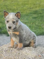 Ivo, a male Australian Cattle Dog for sale in Houston, TX – 1 of 1