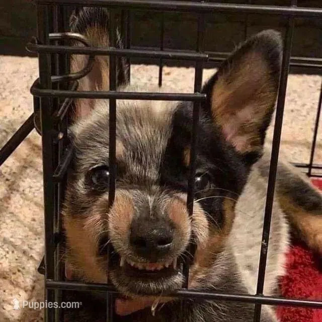 Juniper – Australian Cattle Dog puppy for sale in Houston, TX