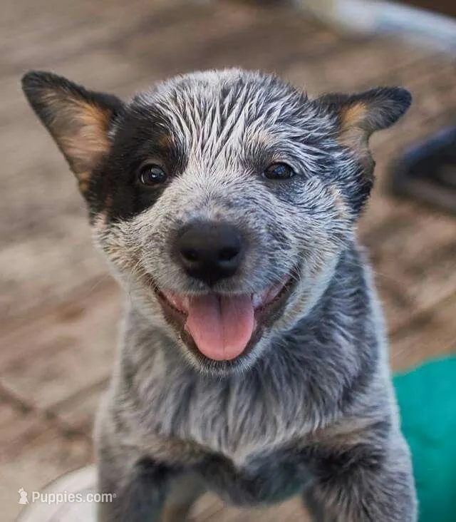 Stella – Australian Cattle Dog puppy for sale in Houston, TX