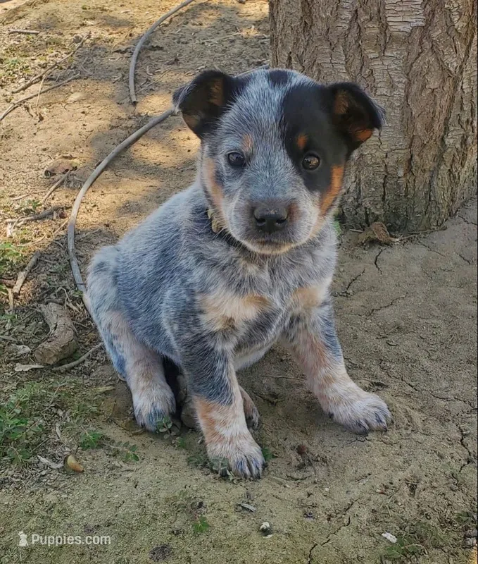 Loki – Australian Cattle Dog puppy for sale in Houston, TX