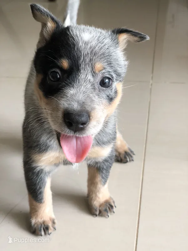 Basil – Australian Cattle Dog puppy for sale in Houston, TX