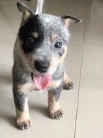 Basil, a male Australian Cattle Dog for sale in Houston, TX – 1 of 1