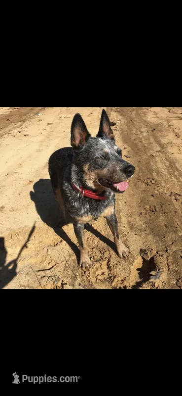 Bella – Australian Cattle Dog puppy for sale in Houston, TX