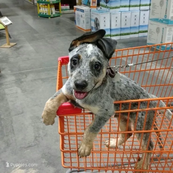 Wolf – Australian Cattle Dog puppy for sale in Houston, TX