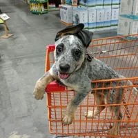 Wolf, a male Australian Cattle Dog for sale in Houston, TX – 1 of 1