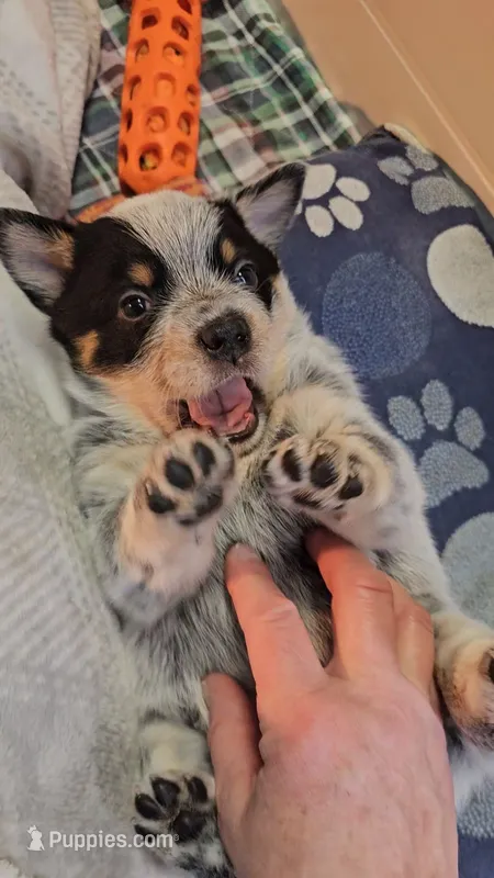 Luna – Australian Cattle Dog puppy for sale in Houston, TX