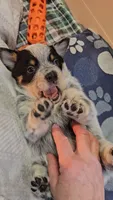Luna, a female Australian Cattle Dog for sale in Houston, TX – 1 of 1