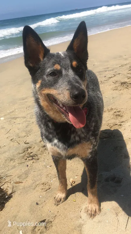 Luna – Australian Cattle Dog puppy for sale in Houston, TX