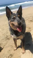 Luna, a female Australian Cattle Dog for sale in Houston, TX – 1 of 1