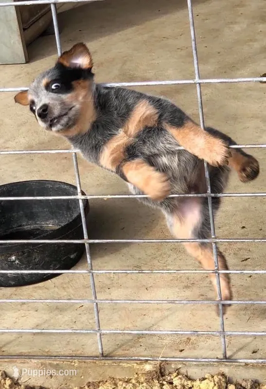 Apollo – Australian Cattle Dog puppy for sale in Houston, TX