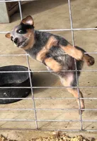 Apollo, a male Australian Cattle Dog for sale in Houston, TX – 1 of 1