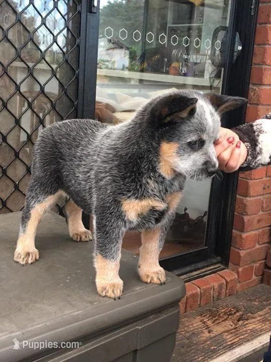 Rogue – Australian Cattle Dog puppy for sale in Houston, TX
