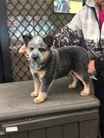 Rogue, a female Australian Cattle Dog for sale in Houston, TX – Photo 2 of 2